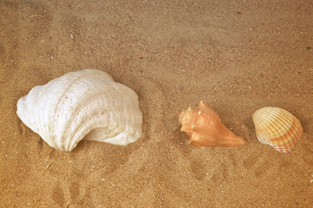 Summertime background, seashells on the sand on the beach
