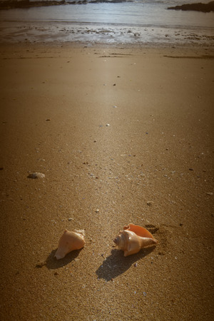 Shells in the sand on a lonely beach