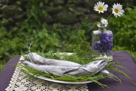 Still fresh hake outdoorの写真素材