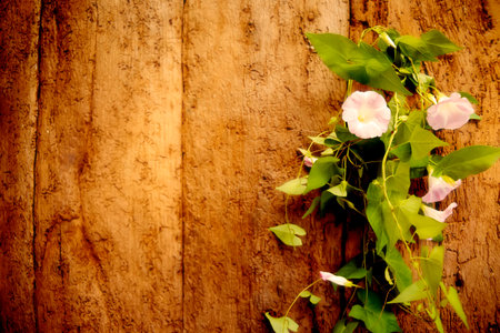 Perennial vine flower on old wood wall with space for writeの写真素材