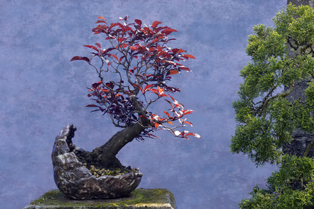 Bonsai tree red Plum (Prunus cerasifera var. pissardii)の写真素材