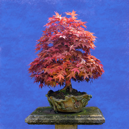 Bonsai tree  Japanese maple webbed (Acer palmatum)の写真素材