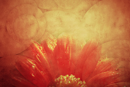 Spring summer grunge background,red daisy in geometric texture paperの写真素材