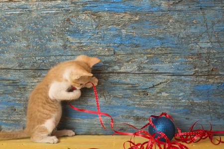 Christmas greeting card, funny playful kitten and old wooden backgroundの写真素材
