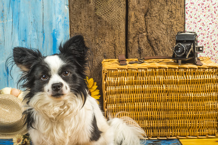 Small dog with his suitcase and old photo camera ready for the summer holidaysの写真素材