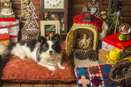 Portrait of little black and white dog  sitting on pillow surrounded by different christmas stuffの写真素材