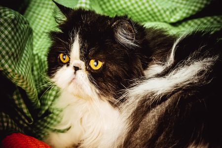 Funny Persian cat with angry face and his toy carrotの写真素材
