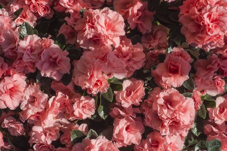 Azalea japonica flowers ( Rhododendron ) Pink flowers  background