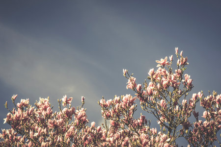 Magnolia pink blossom tree flowers, close up branch, sky background, outdoor.の写真素材