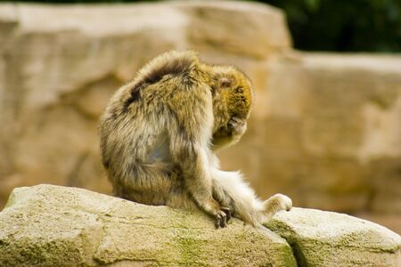 barbary macaque sitting on rock covering his eyesの写真素材