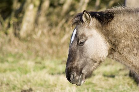 Profile of semi-wild konik horseの写真素材