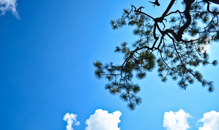 into blue skyの写真素材