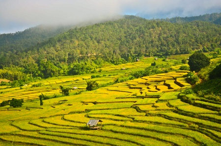 paddy filedの写真素材