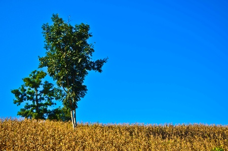 brown field with green tree