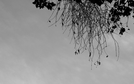 branch with black backgroundの写真素材