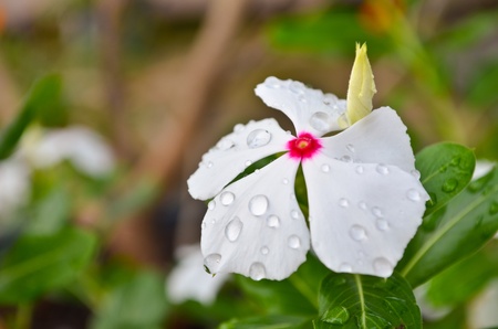 white flower with water dropletsの写真素材