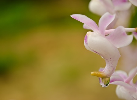purple orchid