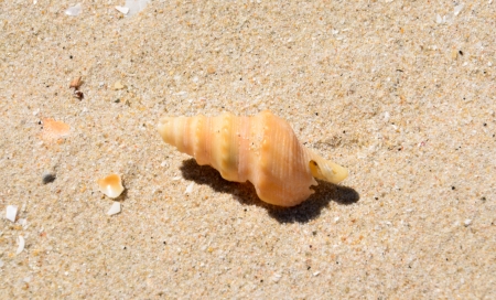 a seashell on the sand