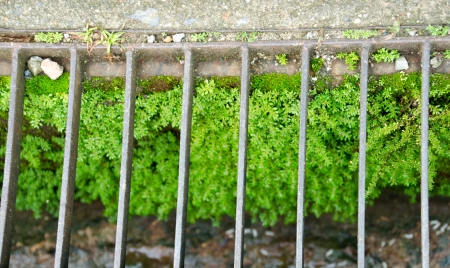 moss in the drainの写真素材