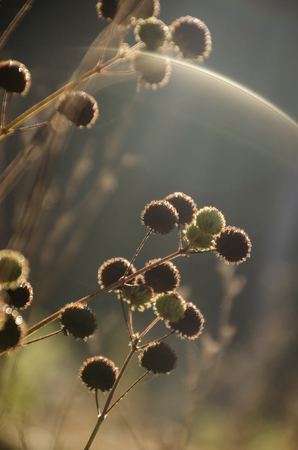 grass-flower under the warm morning lightの写真素材