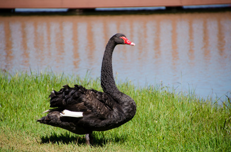 black swanの写真素材