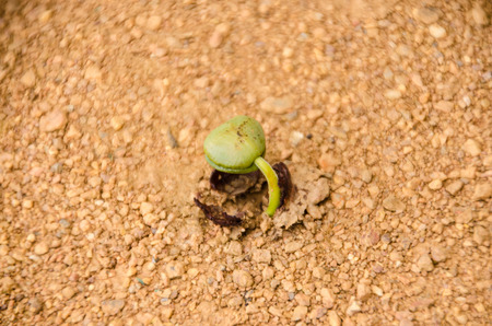 a sprout is growing on the soilの写真素材