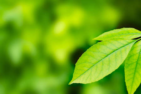 Beautiful Fresh Green Leaves as backgraundの写真素材