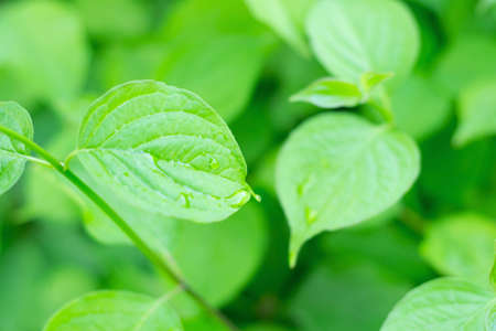 Beautiful Fresh Leaves with Water drops as backgraundの写真素材