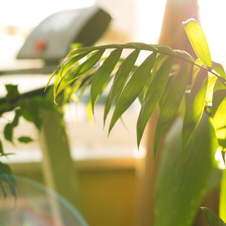 Tropical palm leaves and their shadows on a yellow backgroundの写真素材