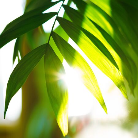 Tropical palm leaves and their shadows on a yellow backgroundの写真素材