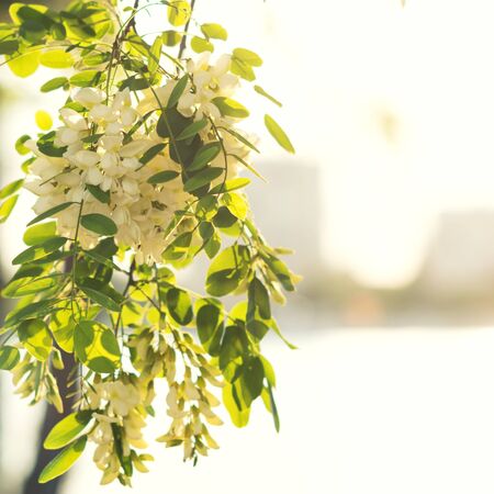 branch of blooming white acacia with soft focusの写真素材