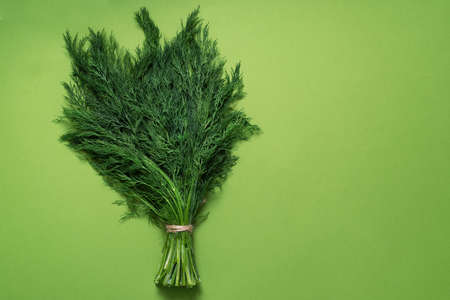 bunch fresh green dill isolated on green backgroundの写真素材