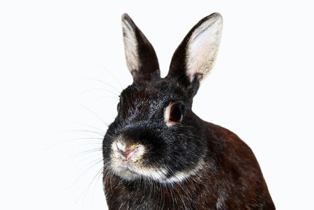 Black Bunny