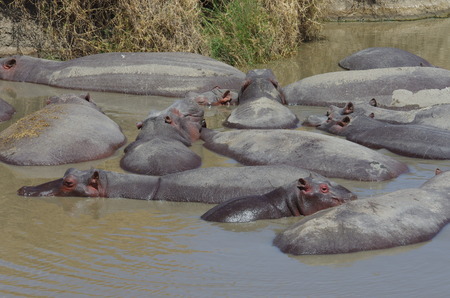 A group of hippos are resting in the water in Africaの写真素材