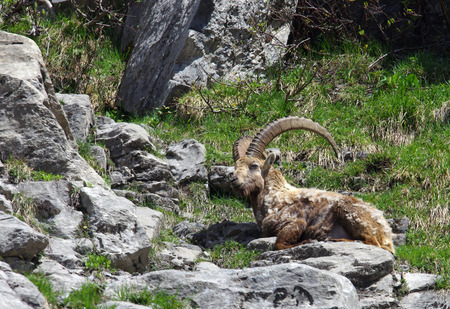 A male with big horns in the Alps in Franceの写真素材