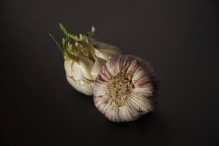 White and purple garlic head on a black background