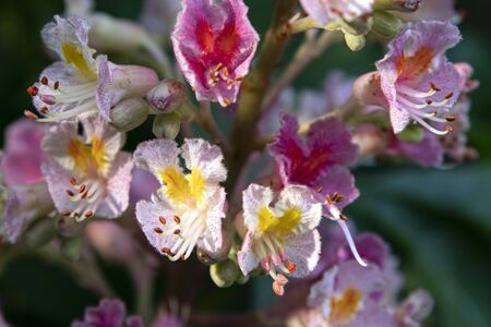 Close-up of a pink and white chestnut blossom