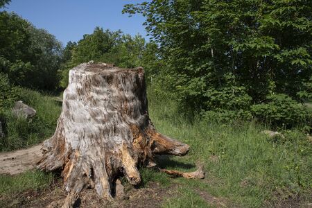 Old tree stump in the forest