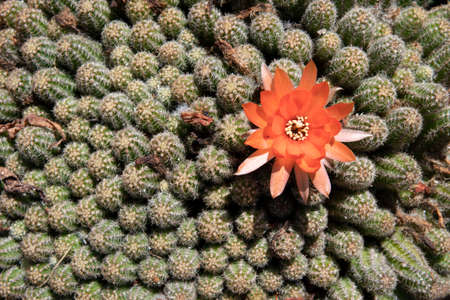 Green cactus with thorns and a red flowerの写真素材