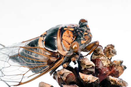 Close-up of a cicada on a pine cone