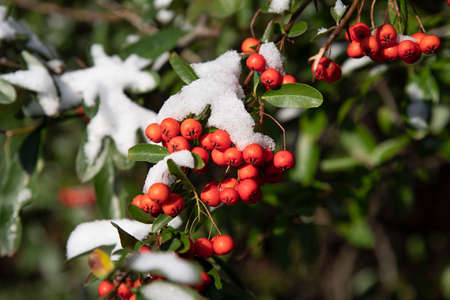 Detail of a branch with red berries under the snow