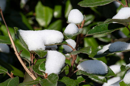 Detail of a tree branch under the snow