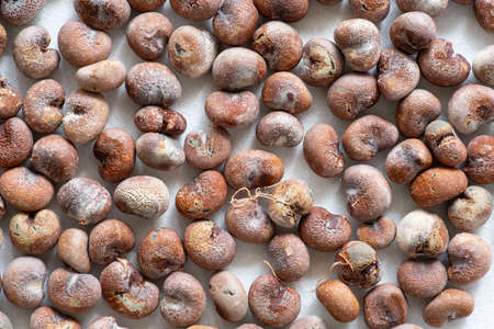 Small group of baobab seedsの写真素材
