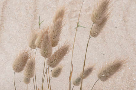 Close-up of typical Atlantic seaside vegetation in sandの写真素材