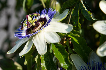 Close-up of a passion flowerの写真素材