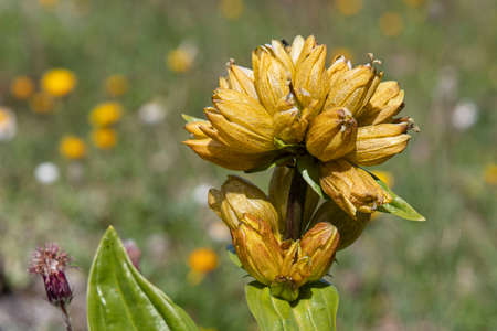 Close-up of a yellow gentian flower in the mountains of the Alps in Franceの写真素材