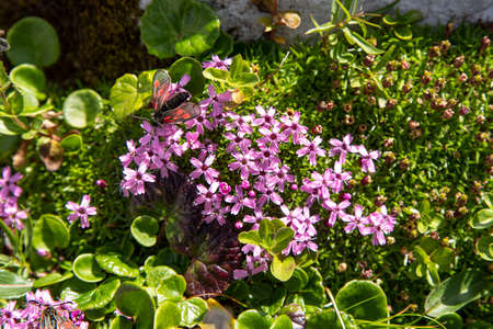 Close-up of rose flowers in the mountains with a butterflyの写真素材