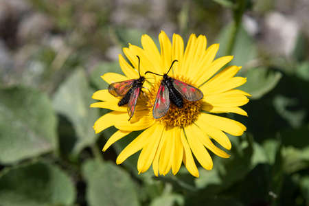 Close-up of wild arnica flowers in the mountains of the Alps in Franceの写真素材