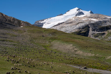 Mountain landscape in summer with glacier and sheepの写真素材