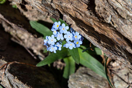 Close-up of a blue mountain flowerの写真素材